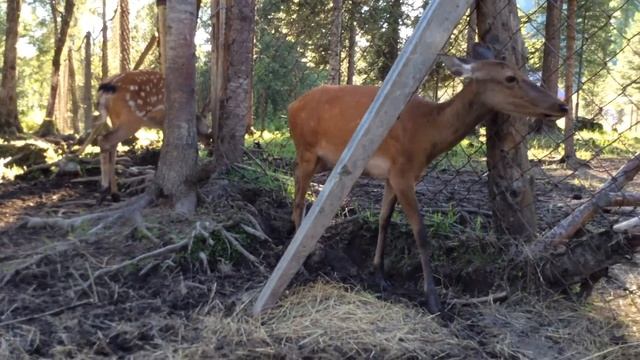 Родной край. Телецкое озеро. Все смотреть онлайн