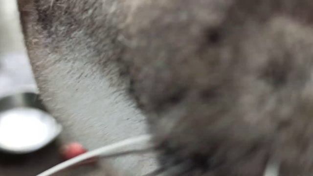 Мы проснулись?? Поцелуй от графа Атоса ??❤ смотреть онлайн