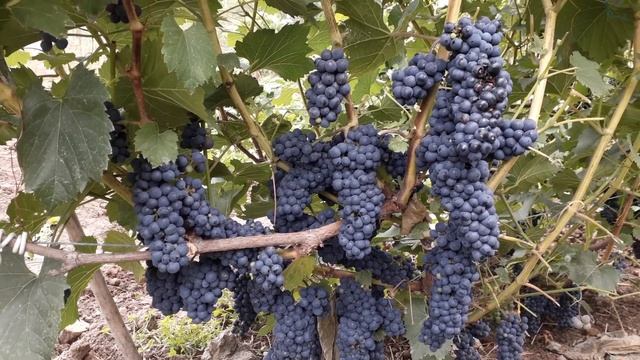 Маршал Фош. Технический виноград. смотреть онлайн