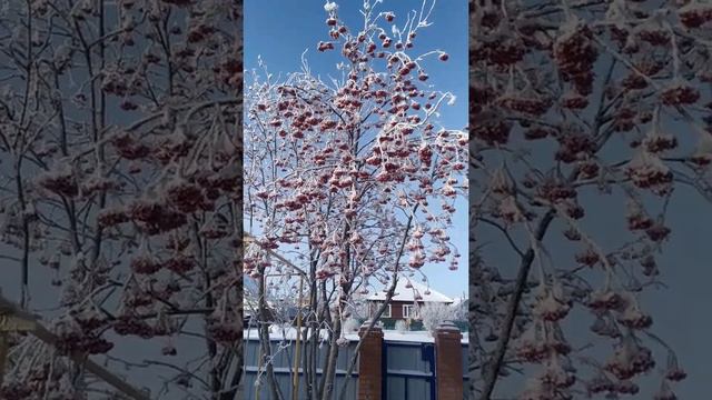 СКАЗОЧНОЕ МОРОЗНОЕ УТРО/ ОМСКАЯ ОБЛАСТЬ/ 14 ЯНВАРЯ 2022