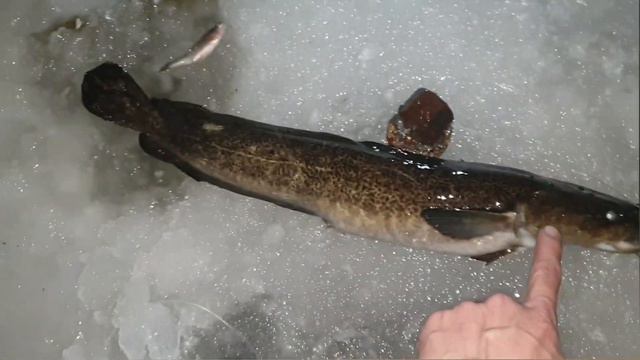 Тёмный налим тёмным вечером! смотреть онлайн