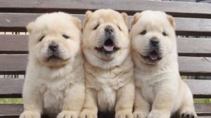 Чау-чау смуф (короткошерстный): описание и питомники