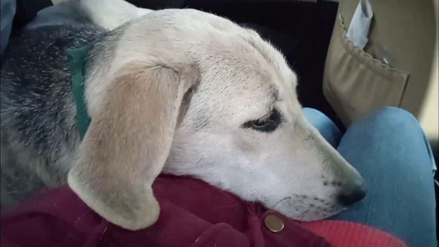 Новости по Альме.Девочка вернулась в приют. /Приют для собак г. Ефремов. смотреть онлайн