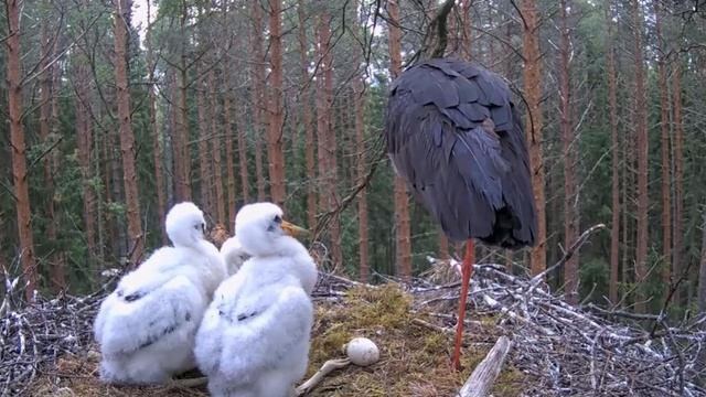 Черный аист . Когда у мамы неудачная охота. смотреть онлайн
