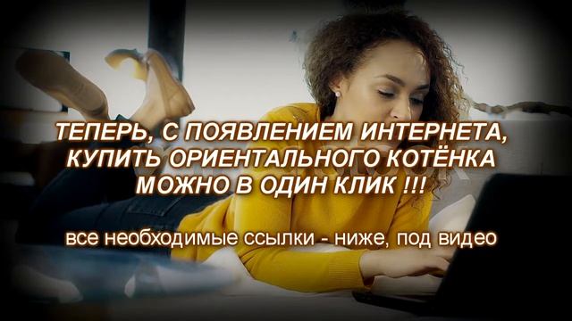 #2 Ориентальные котята Питомника ориентальных кошек MASCOT смотреть онлайн