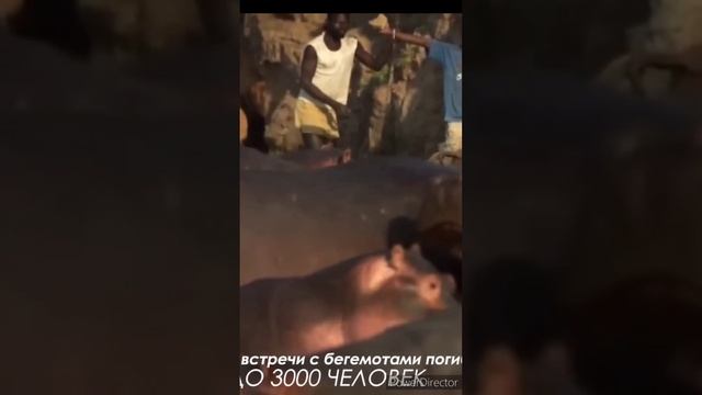 Сколько людей погибает от Бегемотов в год смотреть онлайн