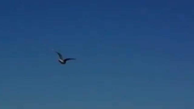 Nikon 1 J1によるハイスピード動画 смотреть онлайн