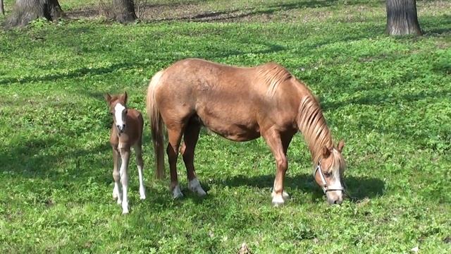 TEST VIDEO - SONY HDR-CX110 смотреть онлайн