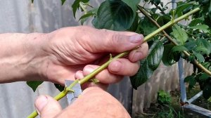 ПРИВИВКА  ПЕРСИКА  ПОЧКОЙ (летне -осенняя  окулировка ) .По просьбе подписчиков.