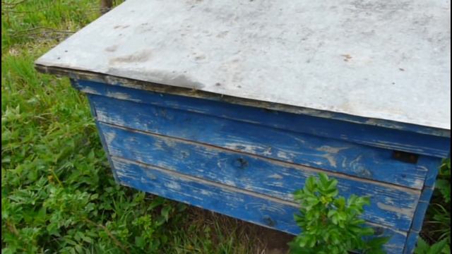 ✅ Как расширить пасеку? Отводки, Вывод маток, Ловушки? смотреть онлайн