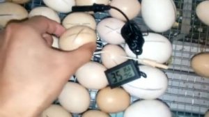 20 сутки инкубации цыплята проклевываются и вылупляются