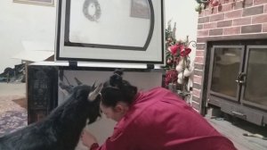 Инкубатор OVO на 156 яиц