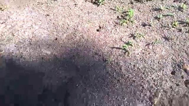 Кто такие муравьи? смотреть онлайн