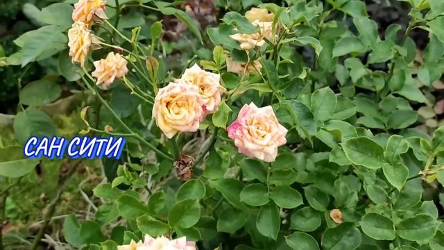 УСТОЙЧИВЫЕ РОЗЫ К ДОЖДЮ. ОБЗОР РОЗ 25 СЕНТЯБРЯ. смотреть онлайн