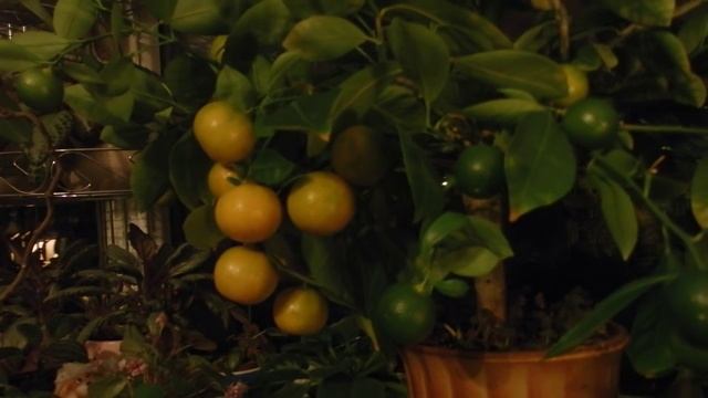 комнатные растения - каламондин смотреть онлайн