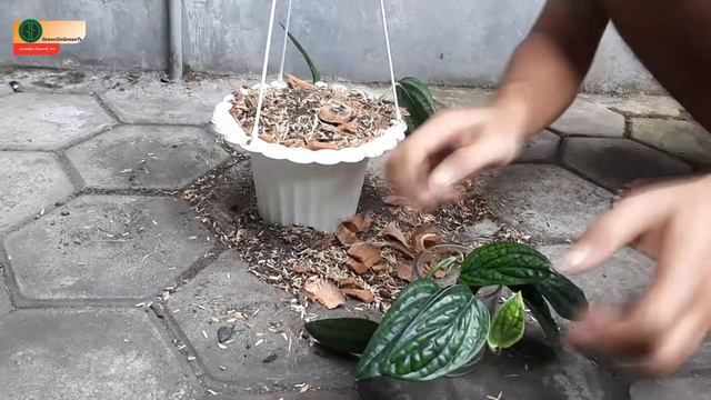 Monstera Karstenianum The Exotic Monstera For Gardening-GreenOnGreenTV