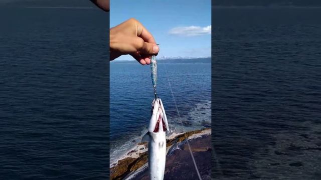 рыбалка в норвежском море, поймал Скумбрию на синею блесну смотреть онлайн