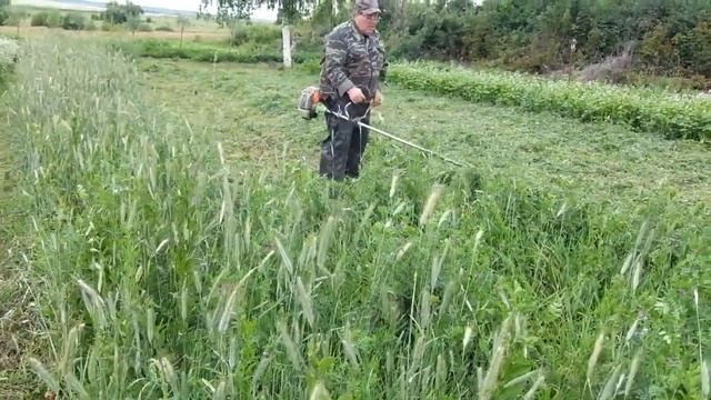 Эксперимент с озимой рожью прошёл успешно .Сидерат отличный смотреть онлайн