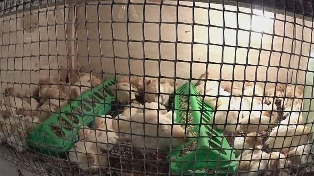 Инкубация перепелиных яиц Режим инкубации ТЕХАССКИЙ ПЕРЕПЕЛ смотреть онлайн