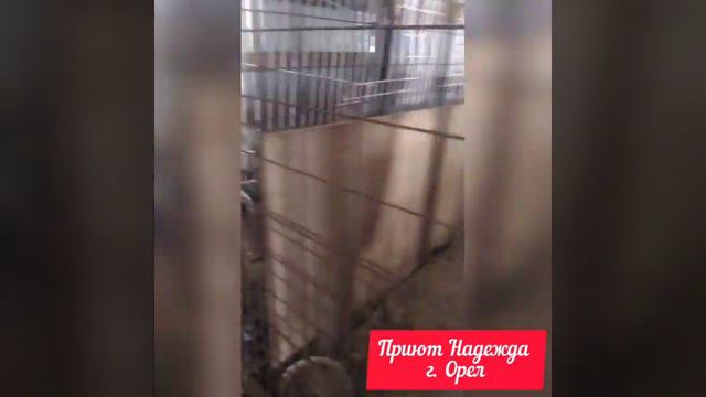 Приют Надежда г. Орел . Часть 1 смотреть онлайн