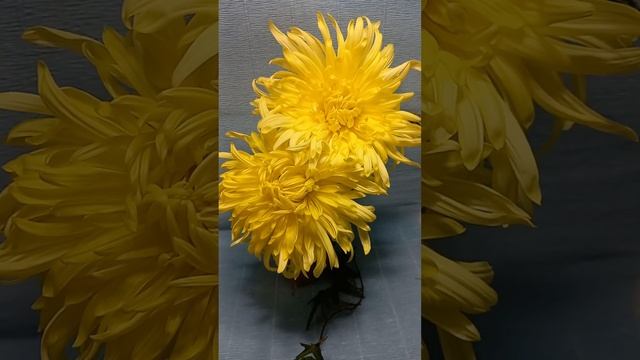 Желтые хризантемы, новые сорта. #сад #хризантема смотреть онлайн