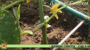 Обработка ОГУРЦОВ от болезней и вредителей Самое проверенное годами народное средств