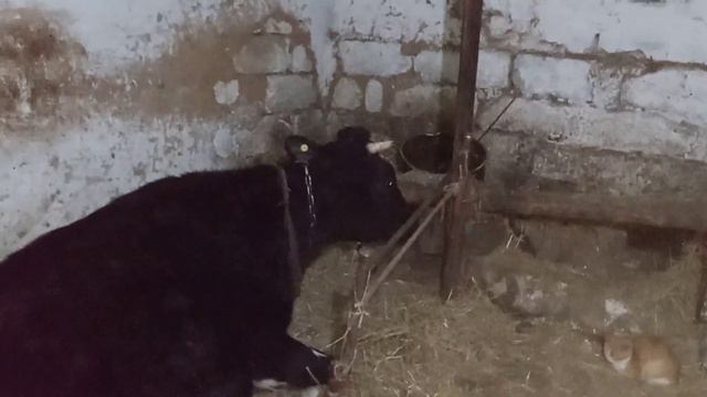 какие уколы принимают мои коровы смотреть онлайн