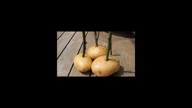 Как вырастить розу из черенка смотреть онлайн