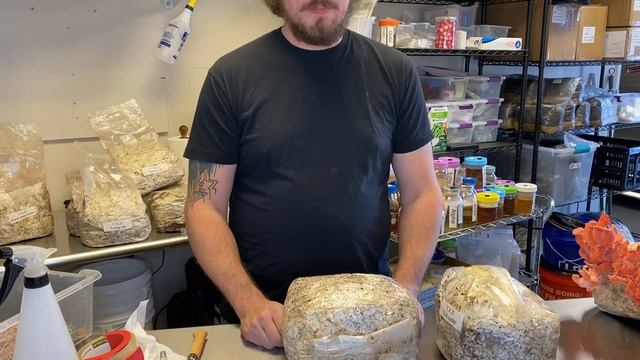 Mushroom fruiting blocks 2: unboxing - how to side fruit and cut смотреть онлайн