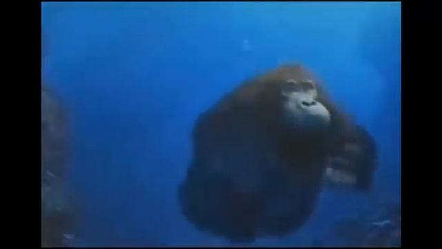 Monke swim for 10 hours смотреть онлайн
