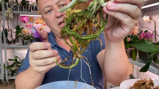 РАЗБИРАЮ РЕДКУЮ ОРХИДЕЮ с ШЕЕЙ как у ЖИРАФА и НЕПРИЯТНОСТЬ с корнями орхидеи смотреть онлайн