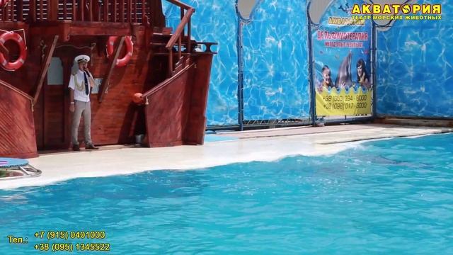 Театр морских животных "Акватория" (Ялта): великолепная пятерка черноморских дельфинов смотреть онлайн