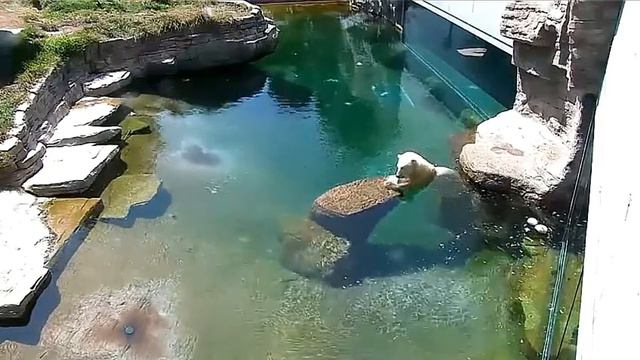 Мишка: Перекусил, пойду поплаваю#San Diego Zoo смотреть онлайн