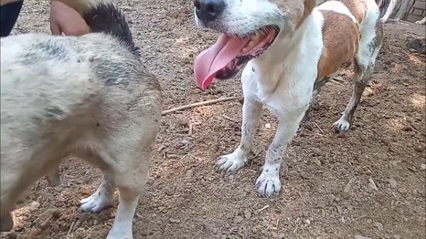 Success Dogs Mating Great Job! Amazing Speed Boom Boom Dog meeting - First Show