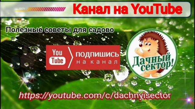 Дачный сектор. смотреть онлайн