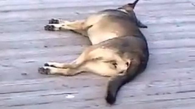 funny dog собачий сон!смех смотреть онлайн