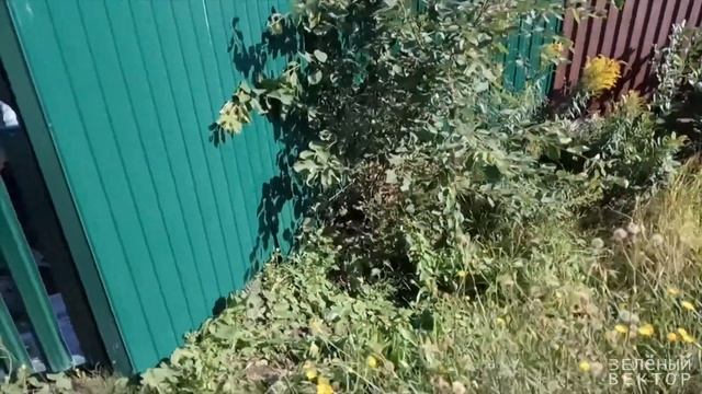 Газон на даче, парковка l Зелёный Вектор смотреть онлайн