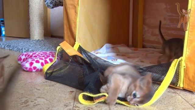 Маленькие абиссинские котята, посмотрите, что они творят! [kotopurrs] смотреть онлайн