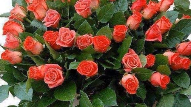 Нежные розы для Ваc, милые женщины! смотреть онлайн