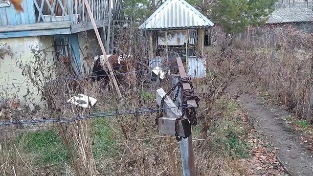 Большой бык сломал забор смотреть онлайн