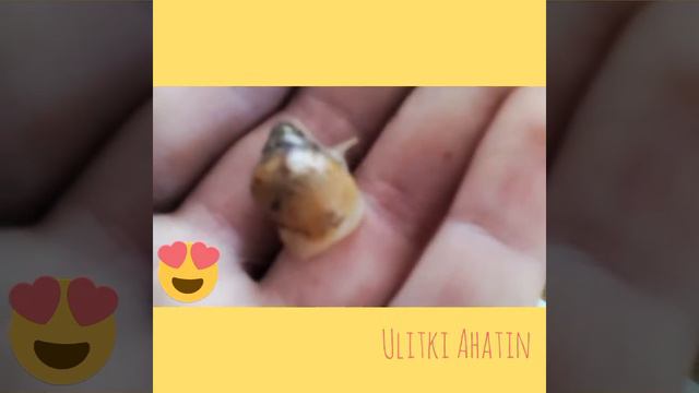 🐌Появление улиток Ахатина ретекулята альбино .🐌 смотреть онлайн