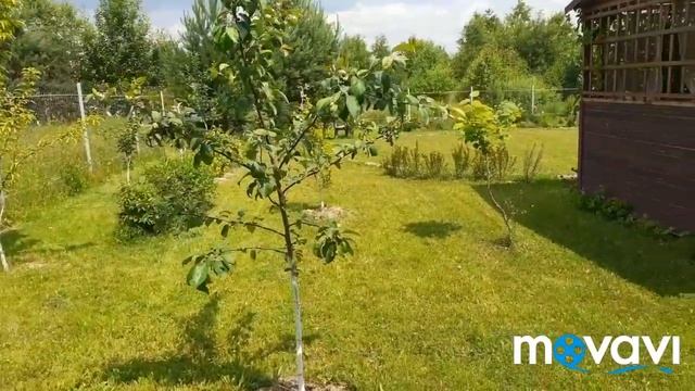 Первое блюдо в казане. Шпалера. Роза вартбург смотреть онлайн