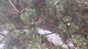 Сосна горная Пумилио | Pinus mugo Pumilio