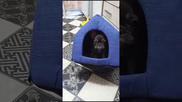 ржали так, чуть кишки не порвали???купил дом собаке на валберес. смотреть онлайн