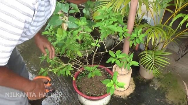 How to make bonsai and get more flowers in Tecoma plant смотреть онлайн