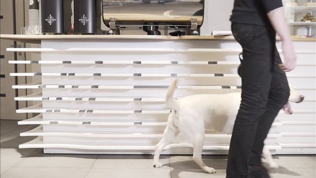 Marketing Plan for Pet Grooming Business смотреть онлайн