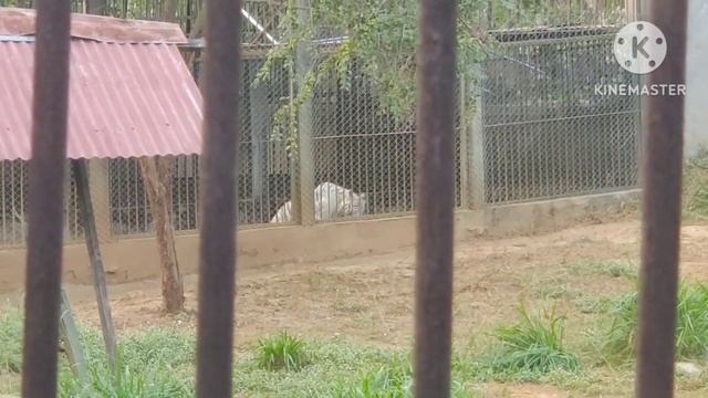 GUWAHATI ZOO 2022 !! The Assam State Zoo and Botanical Garden !! смотреть онлайн