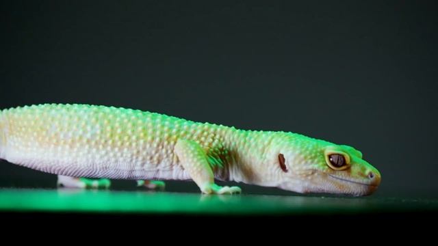 Top 5 Friendliest Reptiles | No Biting, No Scratching, All Love смотреть онлайн