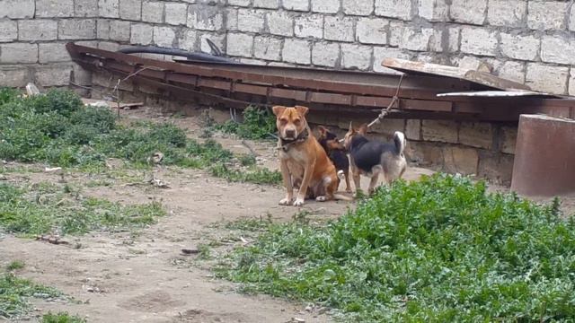 Pitbull cubus xxx смотреть онлайн