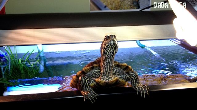 ЖЕЛТОУХАЯ ЧЕРЕПАХА СОДЕРЖАНИЕ И УХОД В АКВАРИУМЕ! смотреть онлайн